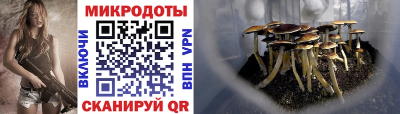 Купить  Новодвинск  Галлюциногенные грибы Psilocybine cubensis 